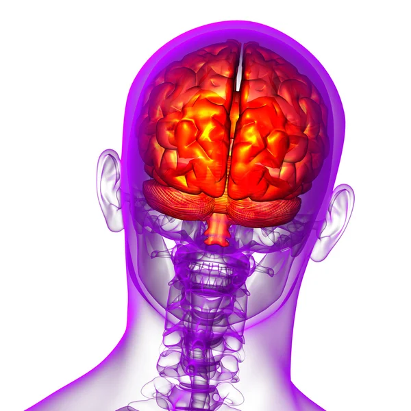 Ilustración médica 3D del cerebro —  Fotos de Stock