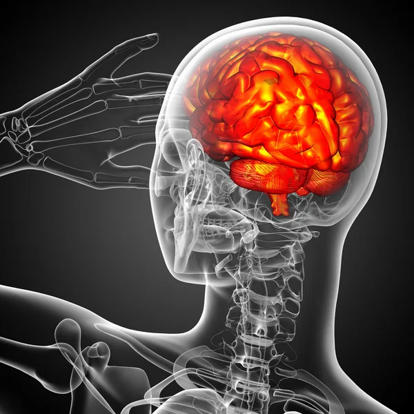 Ilustración médica 3D del cerebro — Foto de Stock