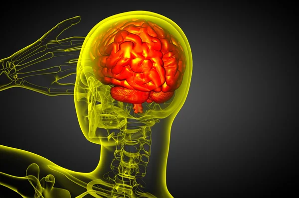 Ilustración médica 3D del cerebro — Foto de Stock