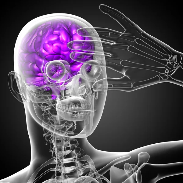 3D medicinsk illustration av hjärnan — Stockfoto