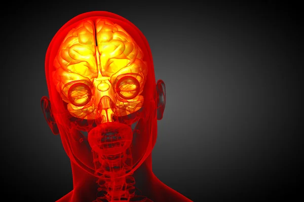 3D lékařské ilustrace mozku — Stock fotografie