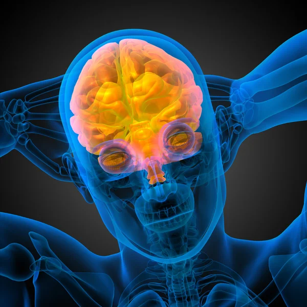 beyin tıbbi illüstrasyon  