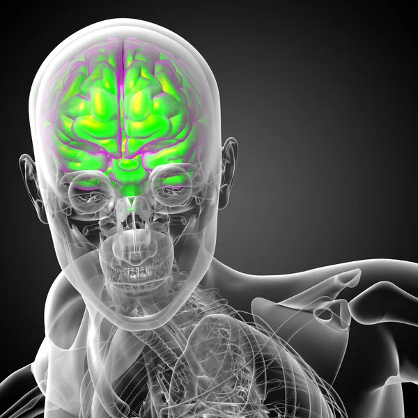 Ilustracja medyczny mózgu — Zdjęcie stockowe