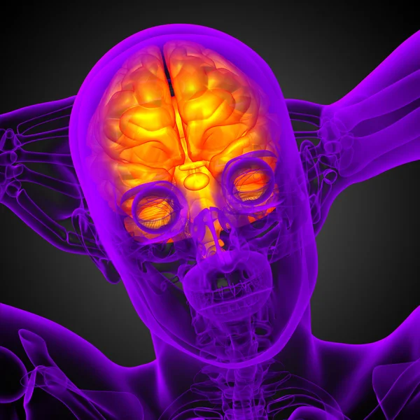 beyin tıbbi illüstrasyon  