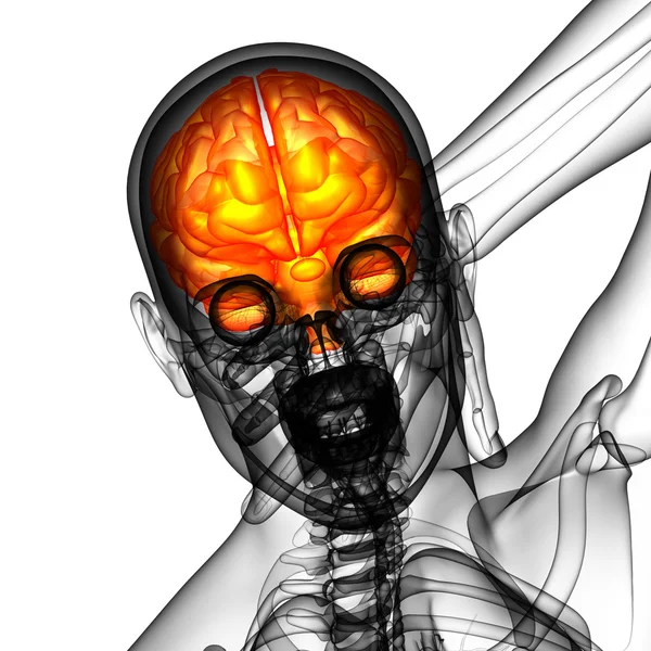 Ilustração médica 3D do cérebro — Fotografia de Stock