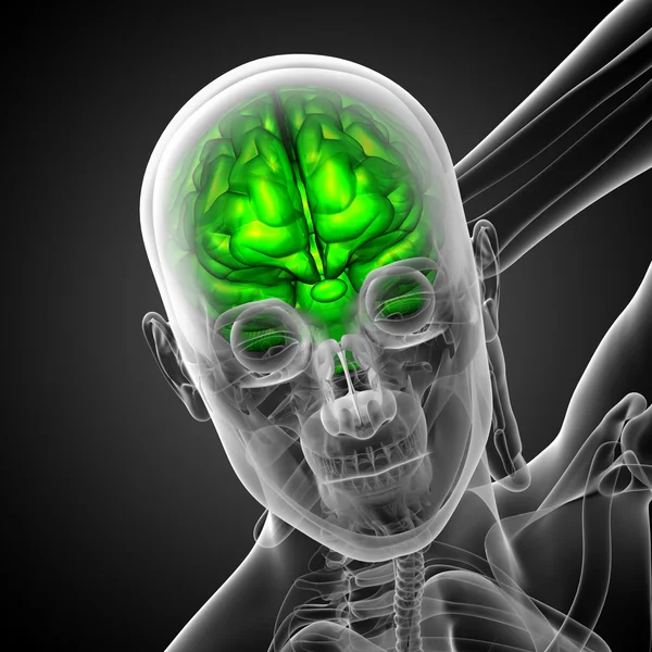 3D медицинская иллюстрация мозга — стоковое фото