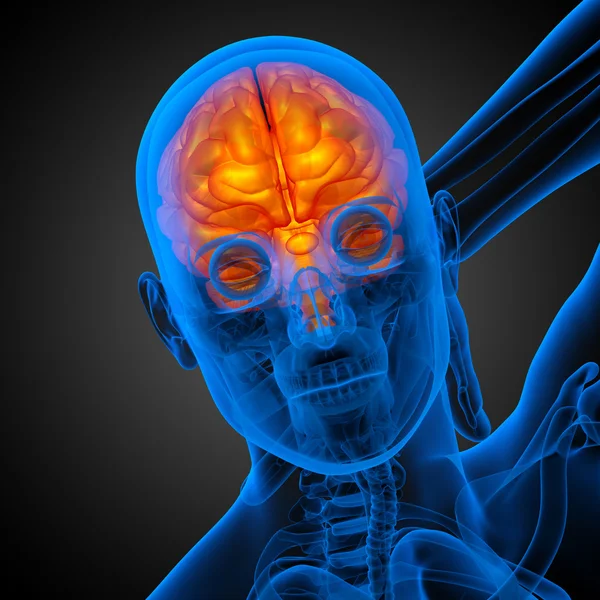 Illustration médicale 3D du cerveau — Photo