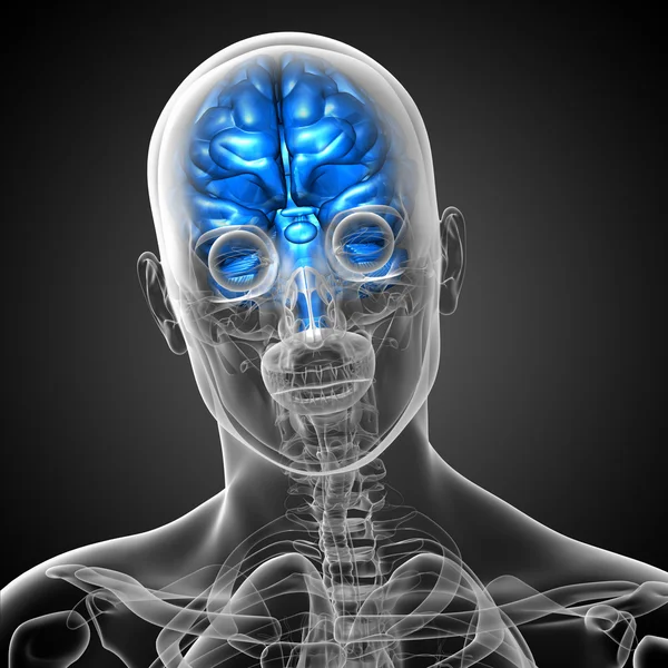 大脑的三维医学插图 — 图库照片