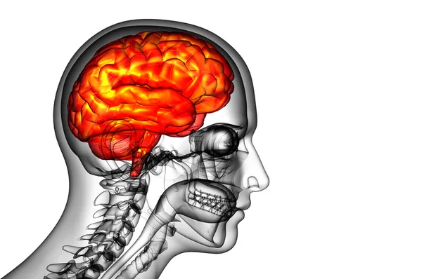 Illustrazione medica 3D del cervello — Foto Stock