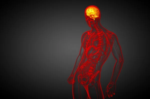 Ilustración médica 3D del cerebro — Foto de Stock