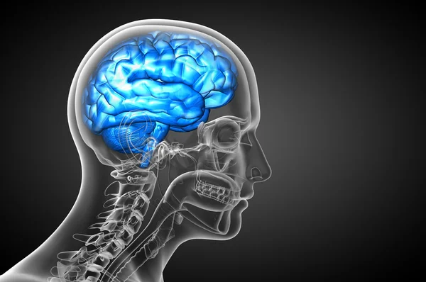 3D medical illustration of the brain — Stock Photo, Image