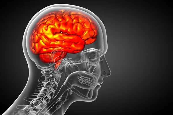 beyin tıbbi illüstrasyon  