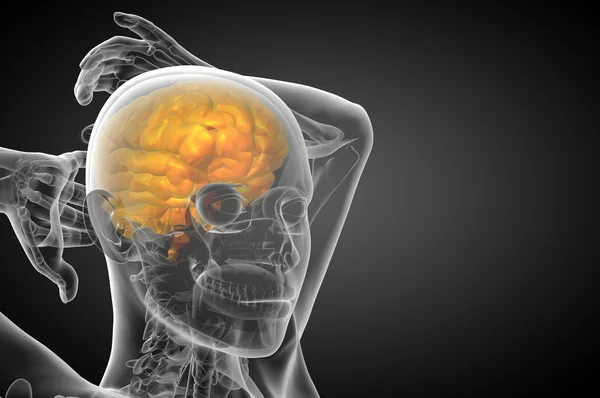 3D medical illustration of the brain — Stock Photo, Image