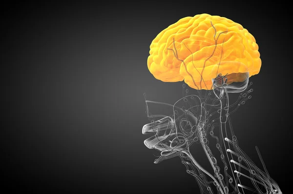 Illustrazione medica 3D del cervello — Foto Stock