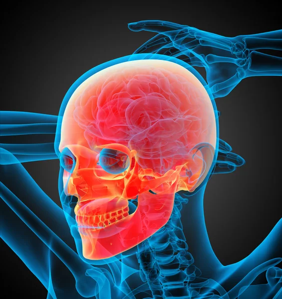 3d render illustration of the skull — Stock Photo, Image