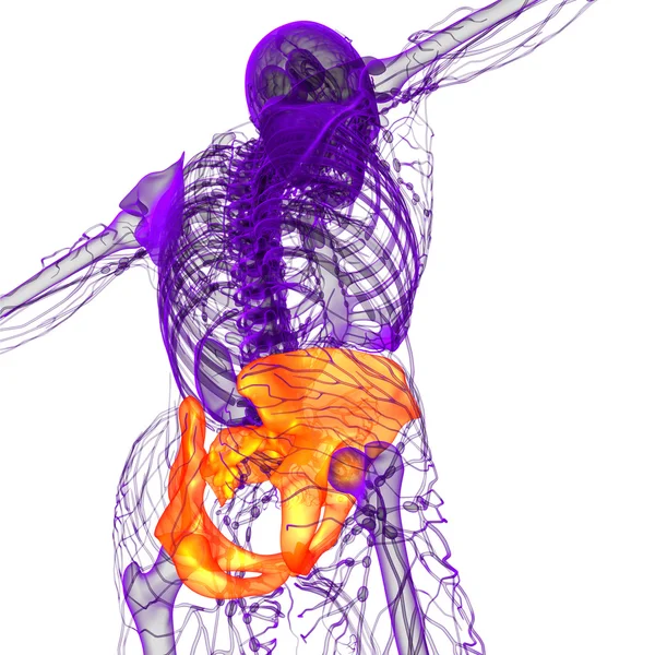 3D medical illustration of the pelvis bone — Stock Photo, Image