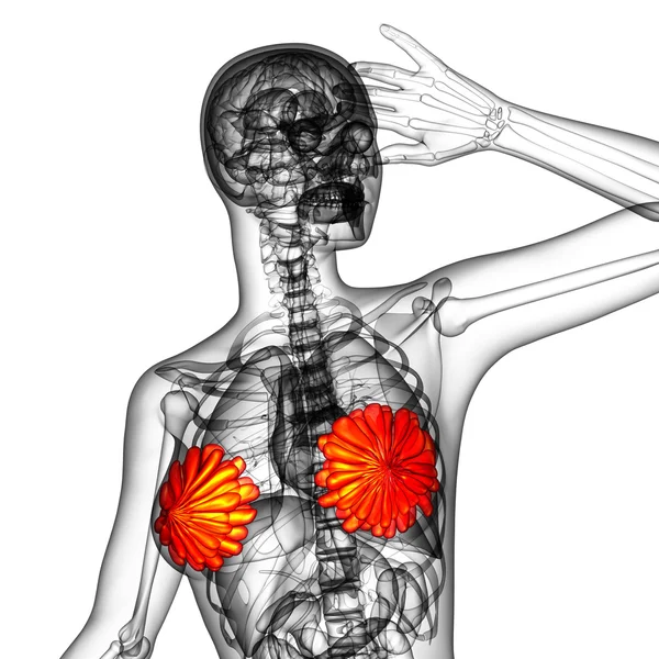 3-я медицинская иллюстрация человеческой груди — стоковое фото