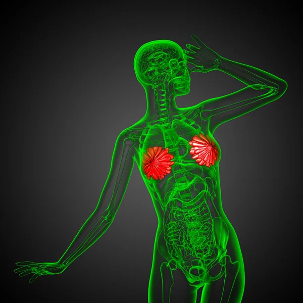 3d hacer ilustración médica de la mama humana —  Fotos de Stock