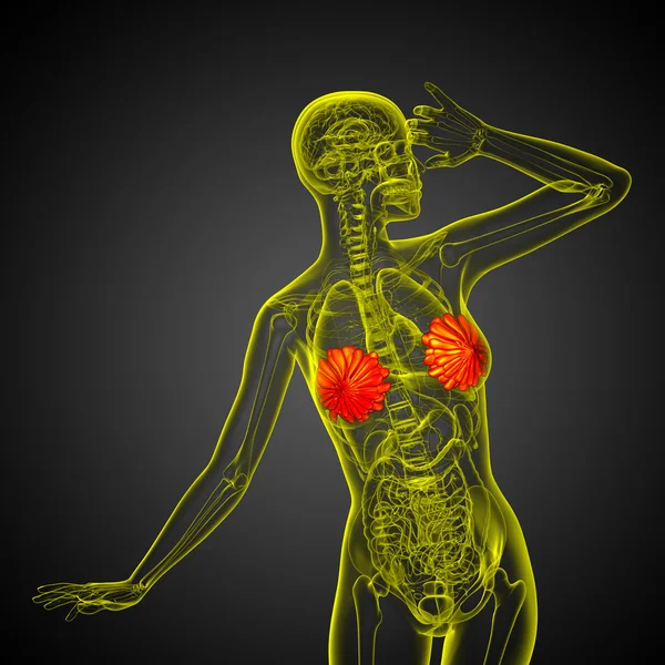 3D render Medikal illüstrasyon insan meme 