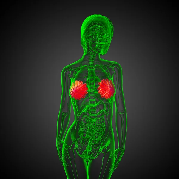 3d hacer ilustración médica de la mama humana — Foto de Stock