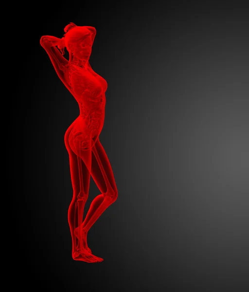 Ilustración 3d de la anatomía humana — Foto de Stock