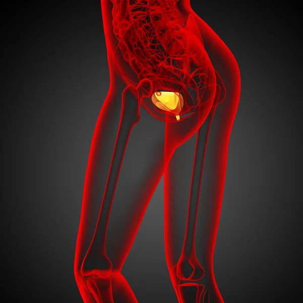 3d render medical illustration of the bladder — Stock Photo, Image