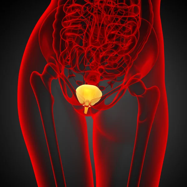 3d render medical illustration of the bladder — Stock Photo, Image