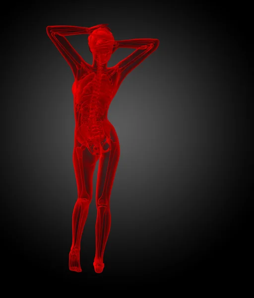 Ilustración 3d de la anatomía humana —  Fotos de Stock