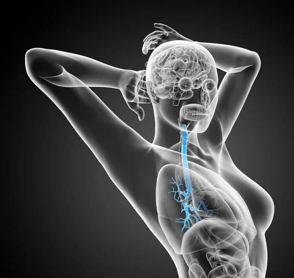 3D medizinische Illustration der männlichen Bronchien — Stockfoto