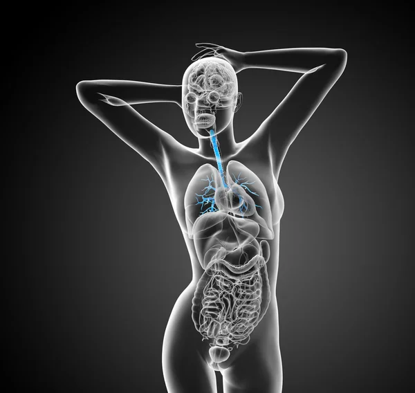 Illustrazione medica 3D dei bronchi maschili — Foto Stock