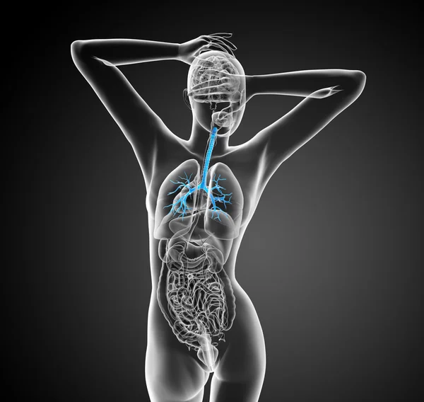 3D медицинская иллюстрация мужских бронхов — стоковое фото