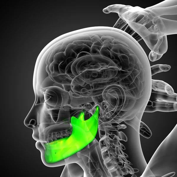 3d rendered illustration of a jaw bone — Stock Photo, Image