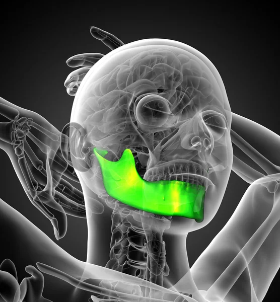 3D-gerenderde afbeelding van een kaak bone — Stockfoto