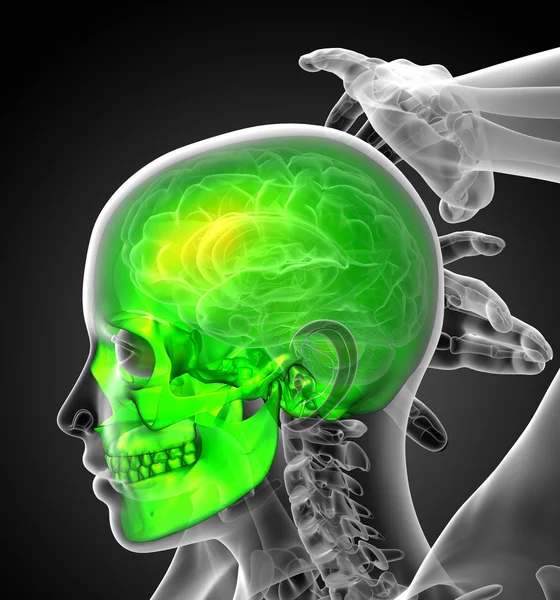 3d rendre illustration médicale du crâne humain — Photo