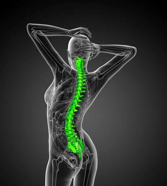 3d render medical illustration of the human spine — Stock Photo, Image