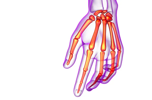 3d render illustration of the skeleton hand — Stock Photo, Image