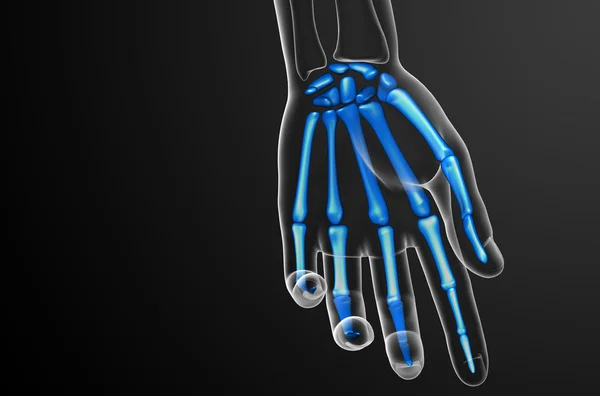 3d render illustration of the skeleton hand — Stock Photo, Image