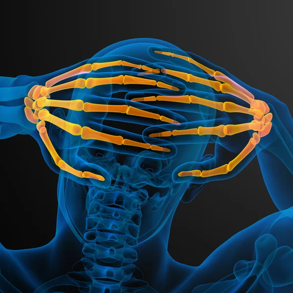 骨架的手三维渲染图 — 图库照片