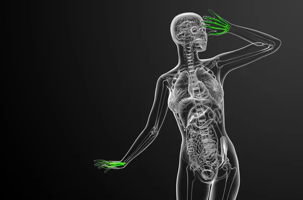 Illustrazione di rendering 3d della mano dello scheletro — Foto Stock