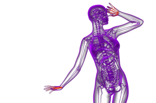 スケルトンの手の 3 d レンダリング図 — ストック写真