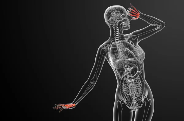 Illustrazione di rendering 3d della mano dello scheletro — Foto Stock