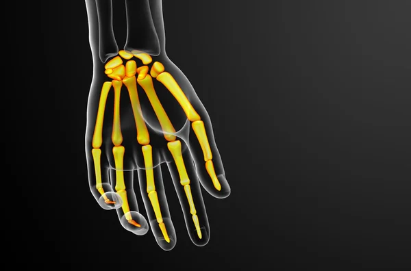 3D render illustratie van het skelet hand — Stockfoto