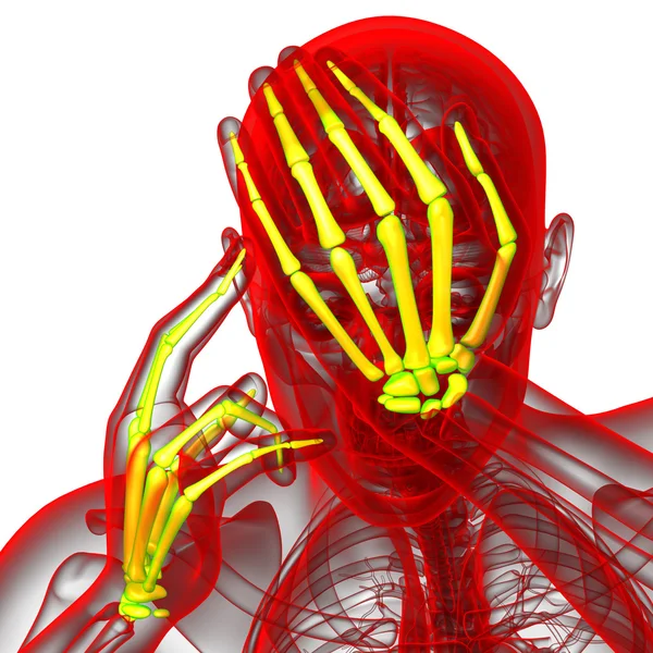 3D-Darstellung der Skeletthand — Stockfoto