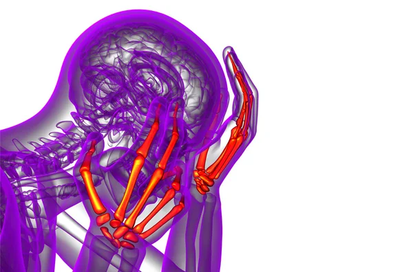 3D-Darstellung der Skeletthand — Stockfoto