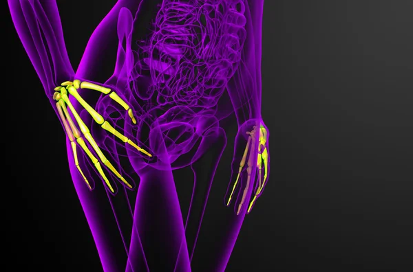 3d render illustration of the skeleton hand — Stock Photo, Image