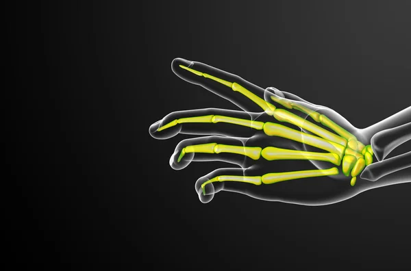 3D render illustration av skelett hand — Stockfoto