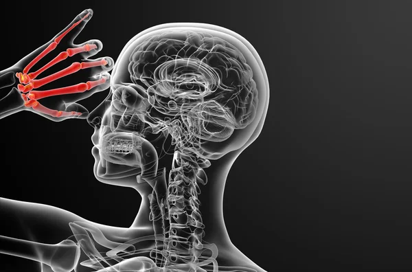 3d render illustration of the skeleton hand — Stock Photo, Image