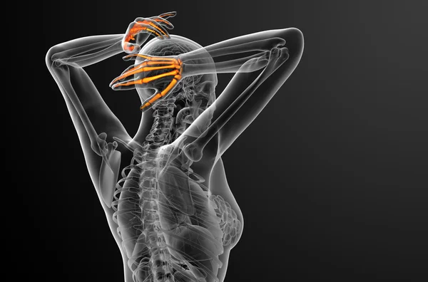 3D рендеринг иллюстрации руки скелета — стоковое фото