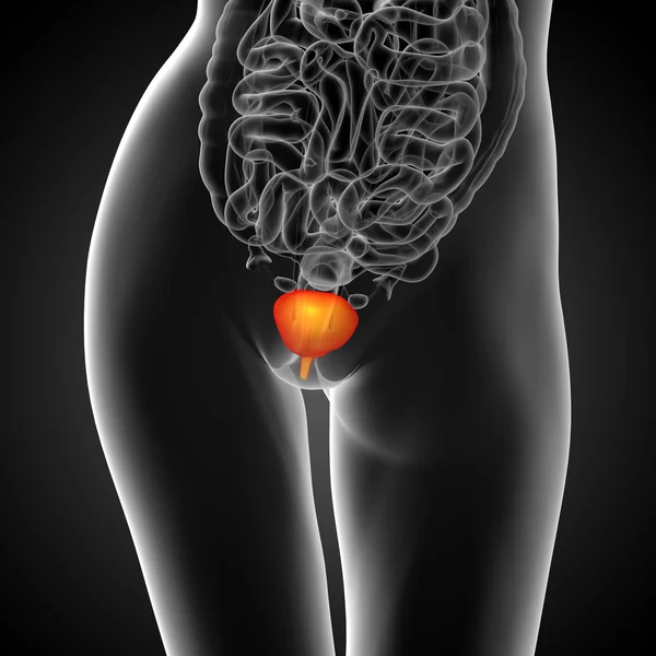 3d render medical illustration of the bladder — Stock Photo, Image