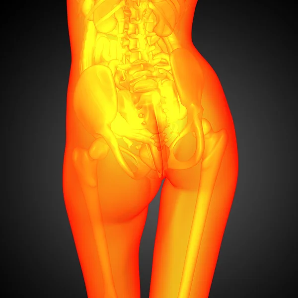 3d render illustration of the anatomy — Stock Photo, Image